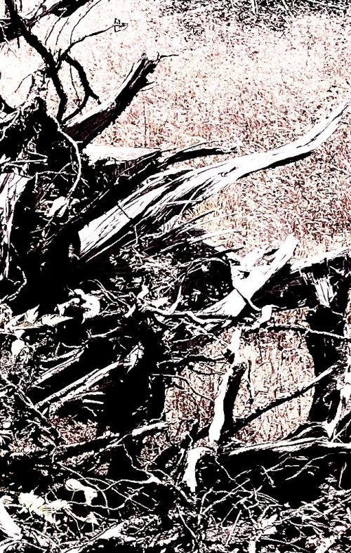 Dead Forest - Kyrill / Alu-Dibond Print / 140 x 75 cm